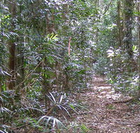 Big Scrub loop walking track - Accommodation in Brisbane