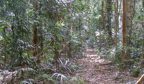 Big Scrub Loop Walking Track - Accommodation in Brisbane 0