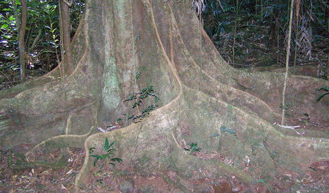 Big Scrub Loop Walking Track - Accommodation in Brisbane 1