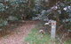 Big Scrub Loop Walking Track - thumb 2