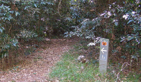 Big Scrub Loop Walking Track - Accommodation in Brisbane 2