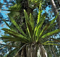 Whian Whian State Conservation Area - Accommodation in Brisbane