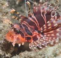 The Seaway Dive Site - Accommodation in Brisbane