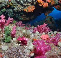 Cherubs Cave Dive Site - Accommodation in Brisbane