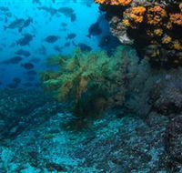 Henderson Rock Dive Site - Accommodation in Brisbane