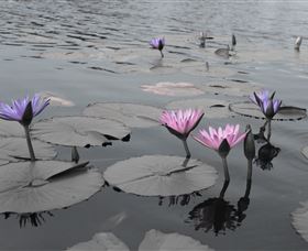 Abundance Lifestyle And Garden - Accommodation in Brisbane 8