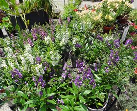 Abundance Lifestyle And Garden - Accommodation in Brisbane 7