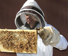 Superbee Honeyworld Gold Coast - Accommodation in Brisbane 1