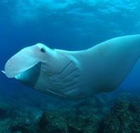 Manta Bommie Dive Site - Accommodation in Brisbane