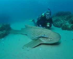 Manta Bommie Dive Site - Accommodation in Brisbane 1