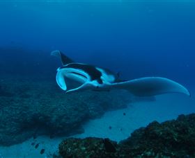 Manta Bommie Dive Site - Accommodation in Brisbane 2