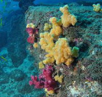 Shag Rock Dive Site - Accommodation in Brisbane