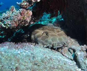 Shag Rock Dive Site - Accommodation in Brisbane 3