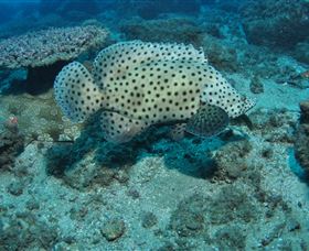 Shag Rock Dive Site - Accommodation in Brisbane 2