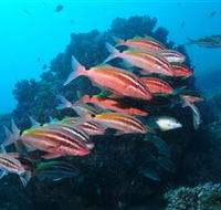 Flat Rock Dive Site - Accommodation in Brisbane
