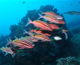 Flat Rock Dive Site - Accommodation in Brisbane 0