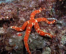 Flat Rock Dive Site - Accommodation in Brisbane 2