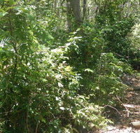 Bridle trail - Accommodation in Brisbane