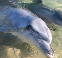 Dolphins of Monkey Mia - Accommodation in Brisbane