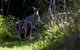 Djanbung Permaculture Gardens - thumb 8