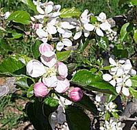 Avro Park Orchards - Accommodation in Brisbane