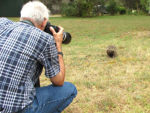 Echidna Walkabout Nature Tours - Accommodation in Brisbane 9