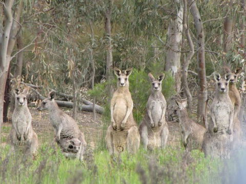 Echidna Walkabout Nature Tours - Accommodation in Brisbane 15