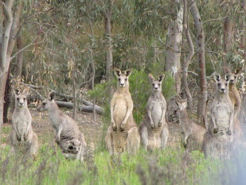Echidna Walkabout Nature Tours - Accommodation in Brisbane 19