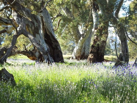 Aussie Heritage Tours - Accommodation in Brisbane 3