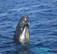 Jervis Bay Whales - Accommodation in Brisbane