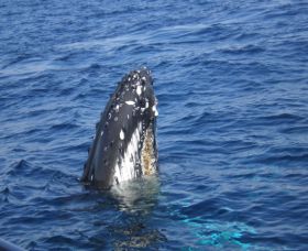 Jervis Bay Whales - Accommodation in Brisbane 0