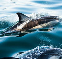 Dolphin Swim Australia - Accommodation in Brisbane