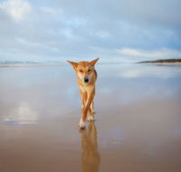 Fraser Island Adventure Tours - Accommodation in Brisbane