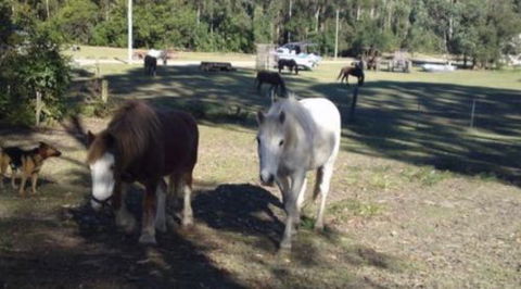 AAA Horse Riding & More - Accommodation in Brisbane 2