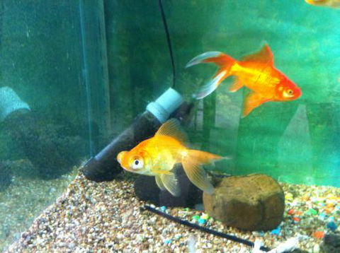 Hurley’s Aquariums - Accommodation in Brisbane 2