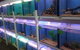 Summerland Aquarium - thumb 1