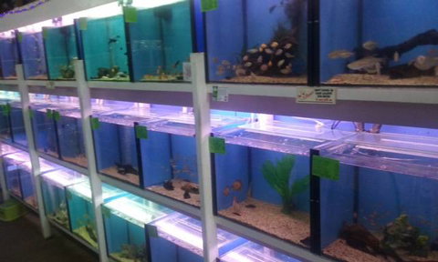 Summerland Aquarium - Accommodation in Brisbane 1