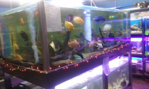 Summerland Aquarium - Accommodation in Brisbane 2