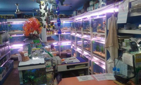 Summerland Aquarium - Accommodation in Brisbane 3