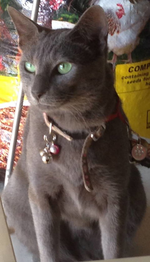 Pets And Saddles - Accommodation in Brisbane 0