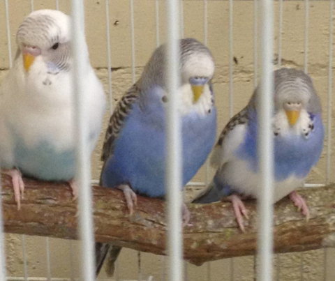 Pets And Saddles - Accommodation in Brisbane 3
