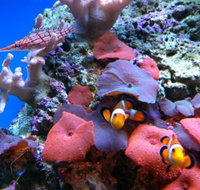 Tropical Marine Centre - Accommodation in Brisbane