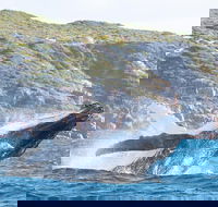 Jet Boat Whale Watching Safari from Dunsborough - Accommodation in Brisbane