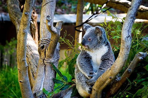 Full-Day Swan Valley, Wildlife Park, Winery & Fruit Orchard - Accommodation in Brisbane 1