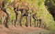 Vasse Felix Winery Tour And Tasting - thumb 3