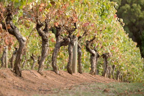 Vasse Felix Winery Tour And Tasting - Accommodation in Brisbane 3