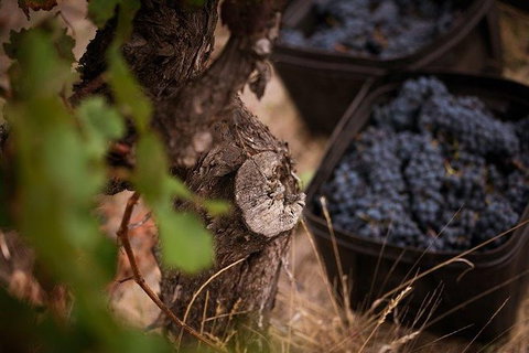 Vasse Felix Winery Tour And Tasting - Accommodation in Brisbane 4