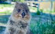 Snorkel And Visit The Gorgeous Rottnest Island - thumb 0