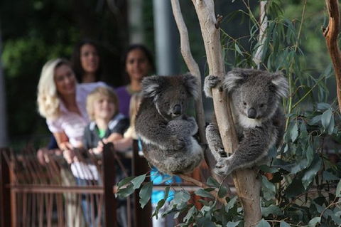 Australian Wildlife Tour At Melbourne Zoo - Accommodation in Brisbane 0