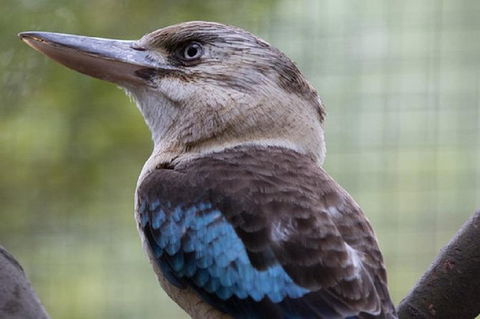 Australian Wildlife Tour At Melbourne Zoo - Accommodation in Brisbane 1